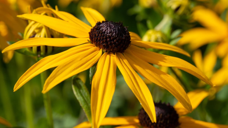 Třapatka zářivá (Rudbeckia fulgida) 