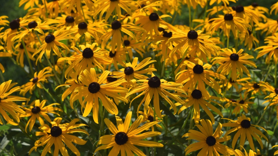 Třapatka zářivá (Rudbeckia fulgida) 