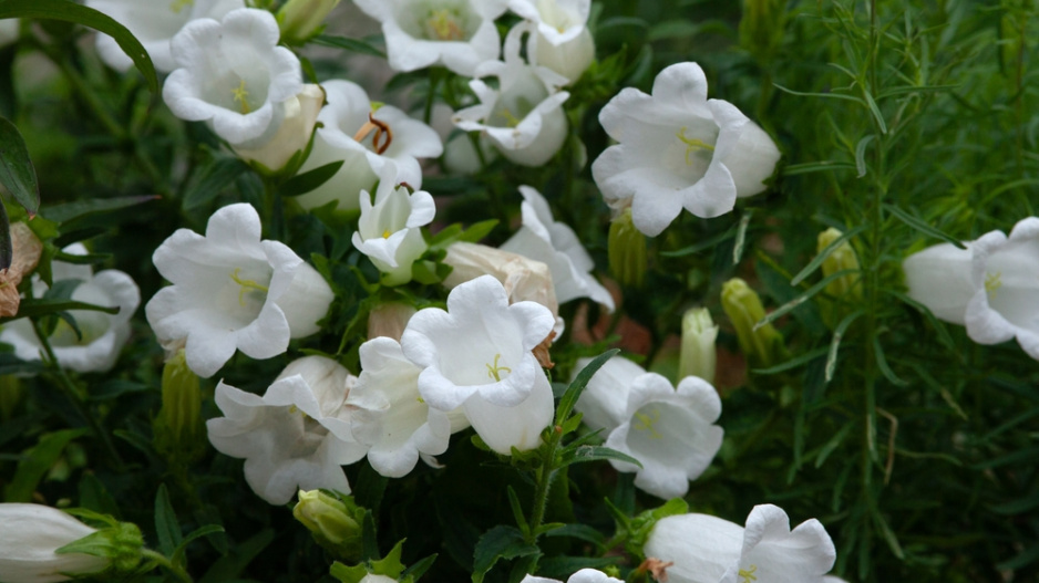 Zvonek broskvolistý (Campanula persicifolia) 