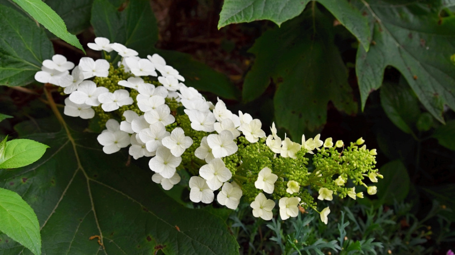 Hortenzie dubolistá (Hydrangea quercifolia) 