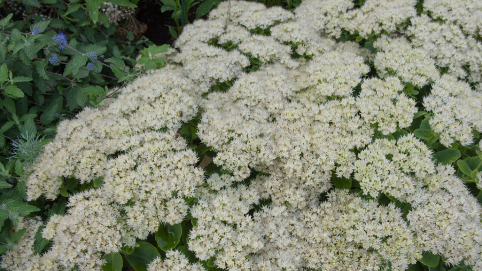 Rozchodníkovce (Hylotelephium) 