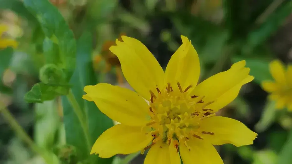 Mastňák habešský