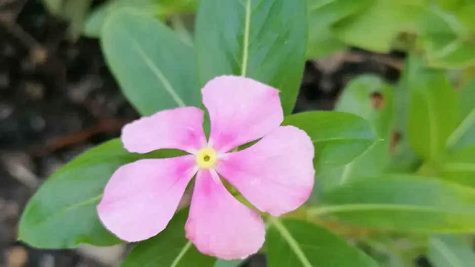 Katarantus se podobá barvínku