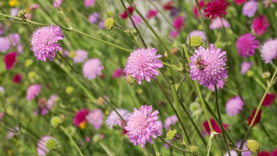 Chrastavec makedonský (Knautia macedonica) 