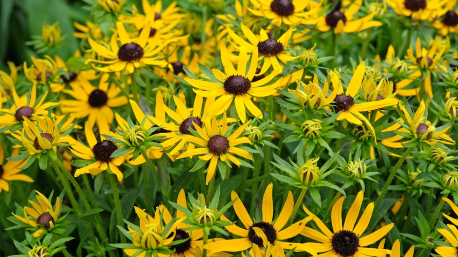 Třapatka zářivá (Rudbeckia fulgida) 