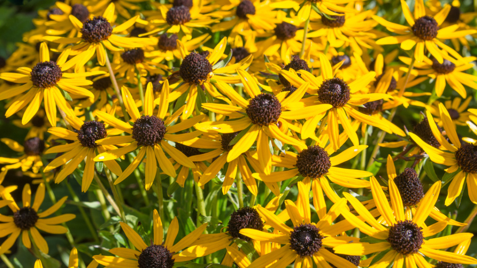 Třapatka zářivá (Rudbeckia fulgida) 