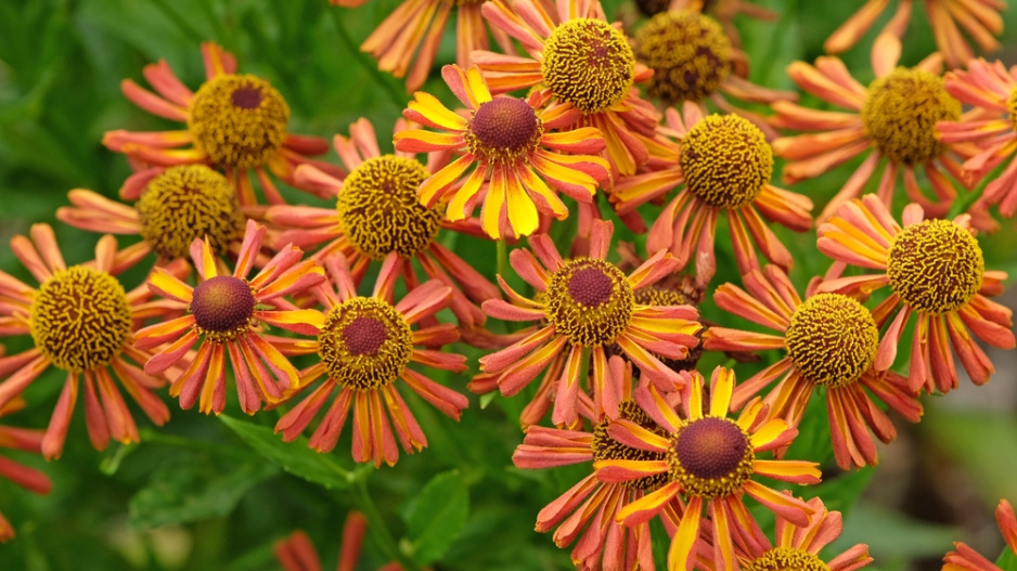 Záplevák (Helenium) 