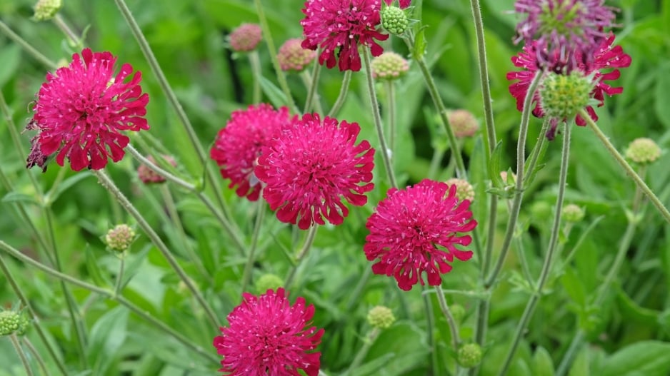 Chrastavec makedonský (Knautia macedonica) 