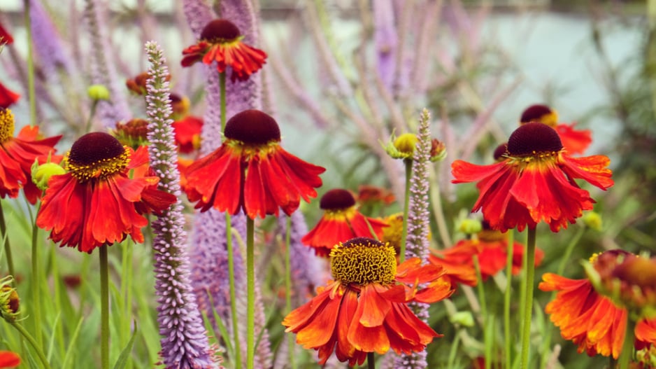 Záplevák (Helenium) 