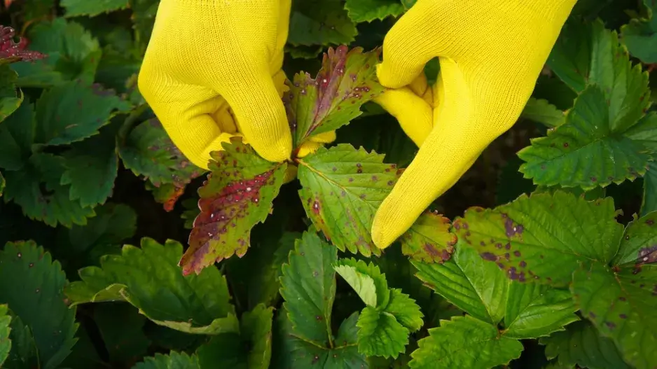 ostříhejte jahodníkům listy