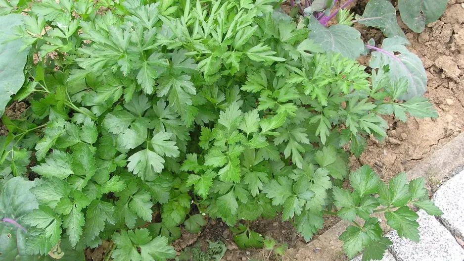 Petržel zahradní naťová (Petroselinum crispum) 