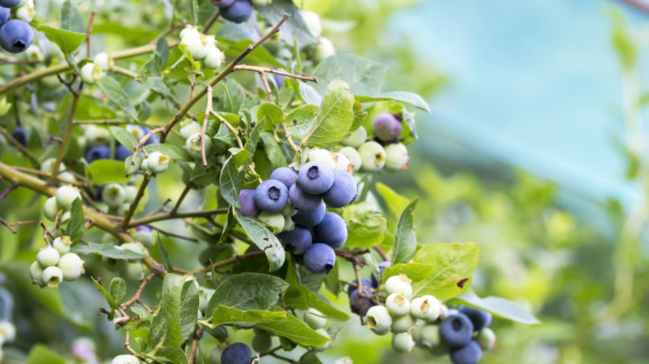 Borůvka chocholičnatá neboli zahradní borůvka (Vaccinium corymbosum) 
