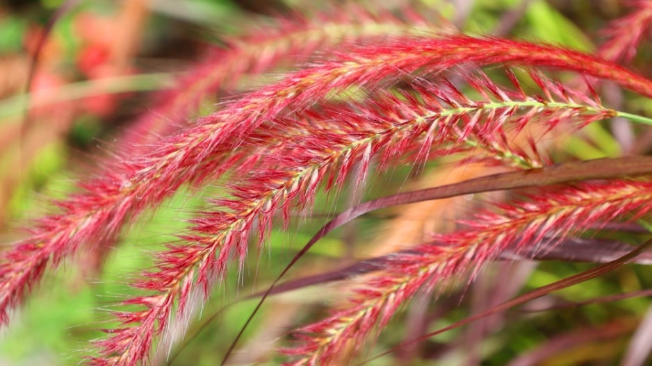 Dochan setý (Pennisetum setaceum)