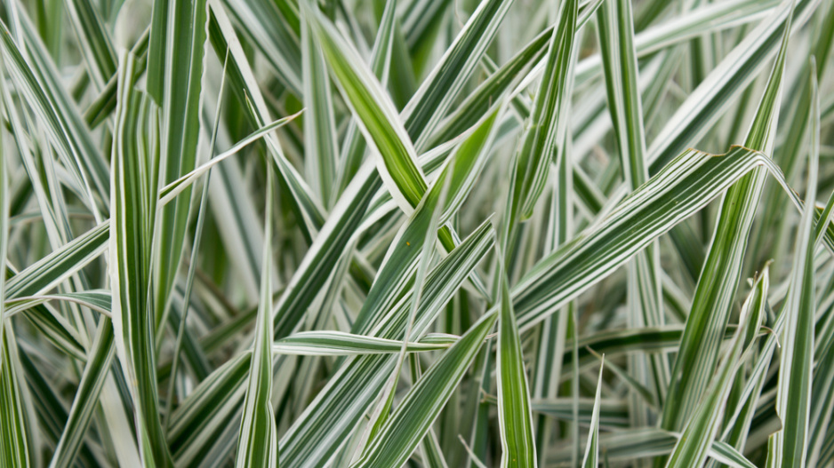 Chrastice rákosovitá (Phalaris arundinacea) 