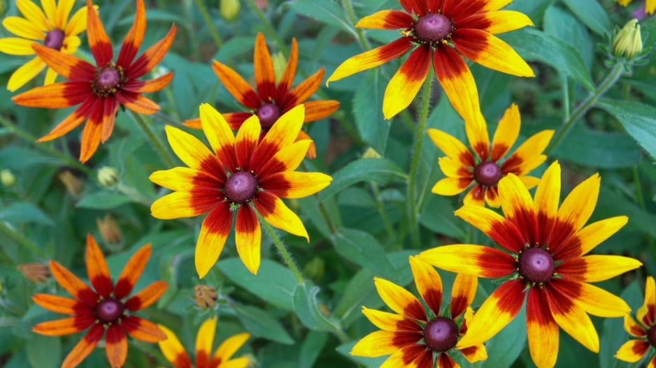 Třapatka srstnatá (Rudbeckia hirta) 