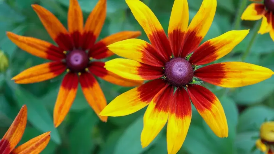 Třapatka srstnatá (Rudbeckia hirta) 