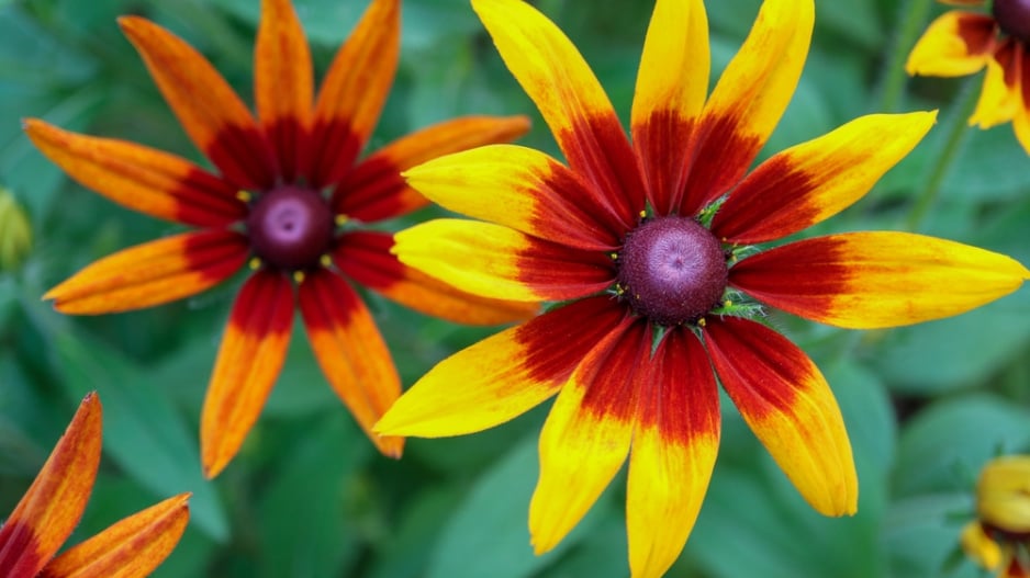 Třapatka srstnatá (Rudbeckia hirta) 