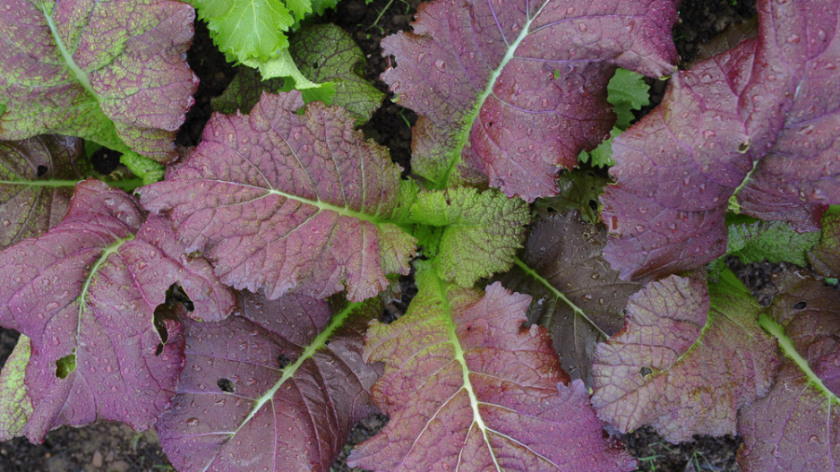 Hořčice červená (Brassica juncea)