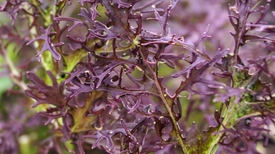 Hořčice červená (Brassica juncea)