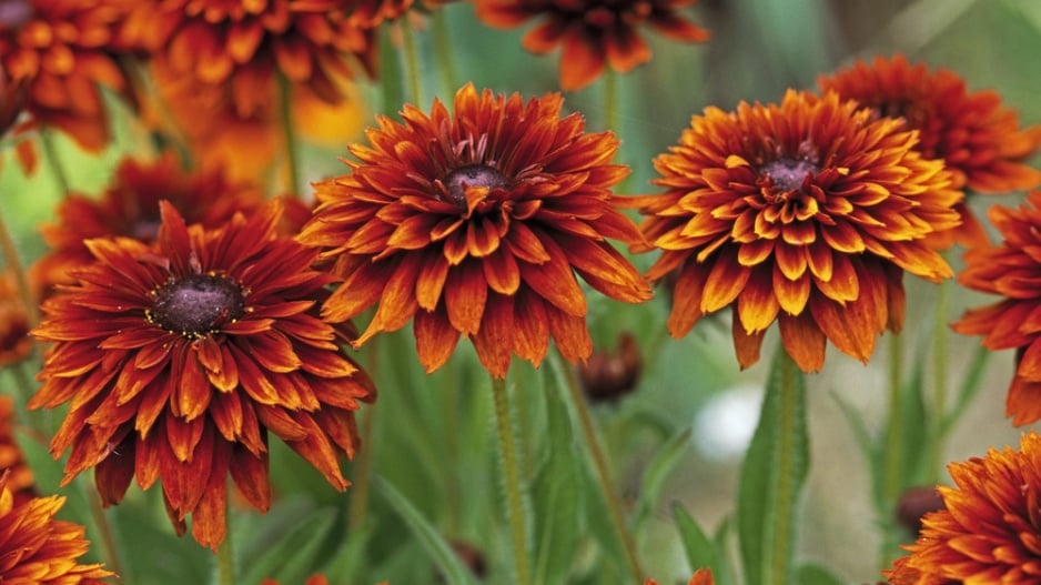 Třapatka srstnatá (Rudbeckia hirta) 