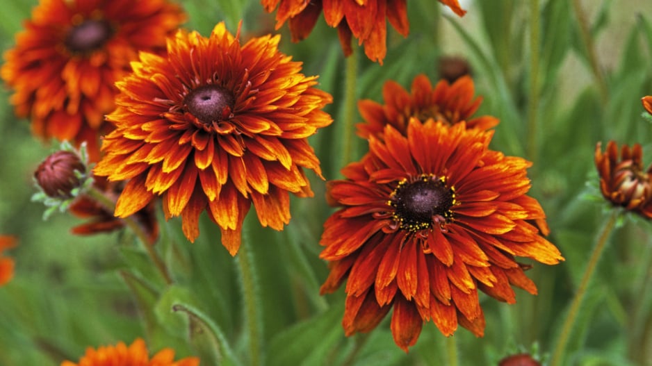 Třapatka srstnatá (Rudbeckia hirta) 
