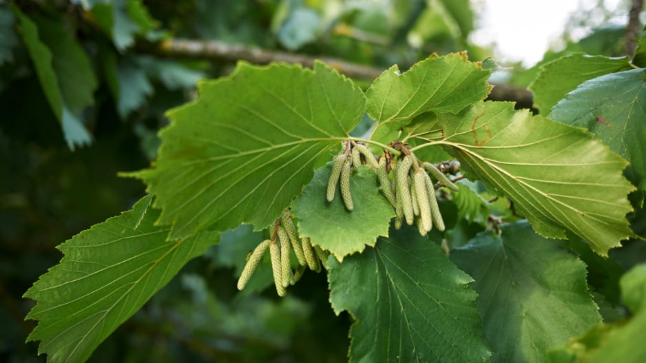 Turecká líska (Corylus colurna) 