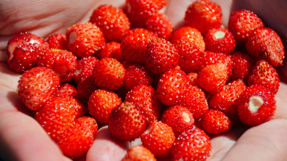 Měsíční jahody (Fragaria vesca var. semperflorens) 