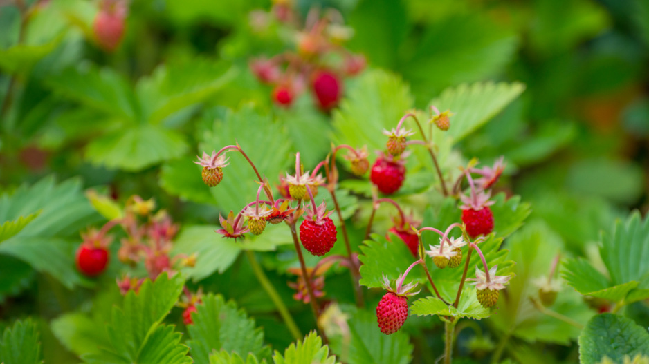 Měsíční jahody (Fragaria vesca var. semperflorens) 