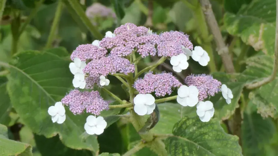 Hortenzie Sargentova (Hydrangea aspera ssp. sargentiana)