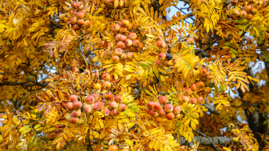 Jeřáb oskeruše (Sorbus domestica) 