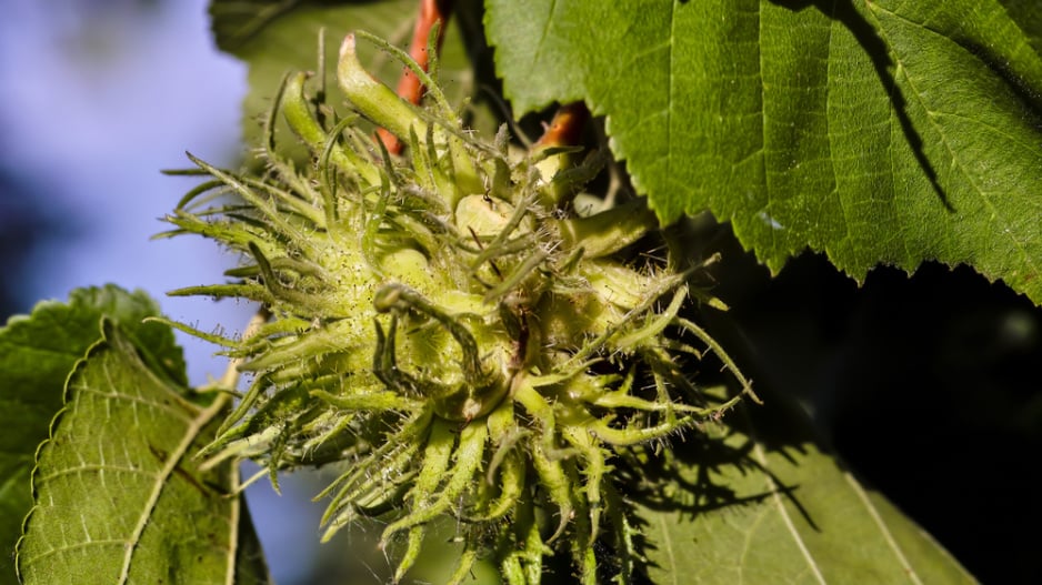 Turecká líska (Corylus colurna) 