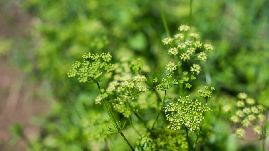 Petržel zahradní naťová (Petroselinum crispum) 
