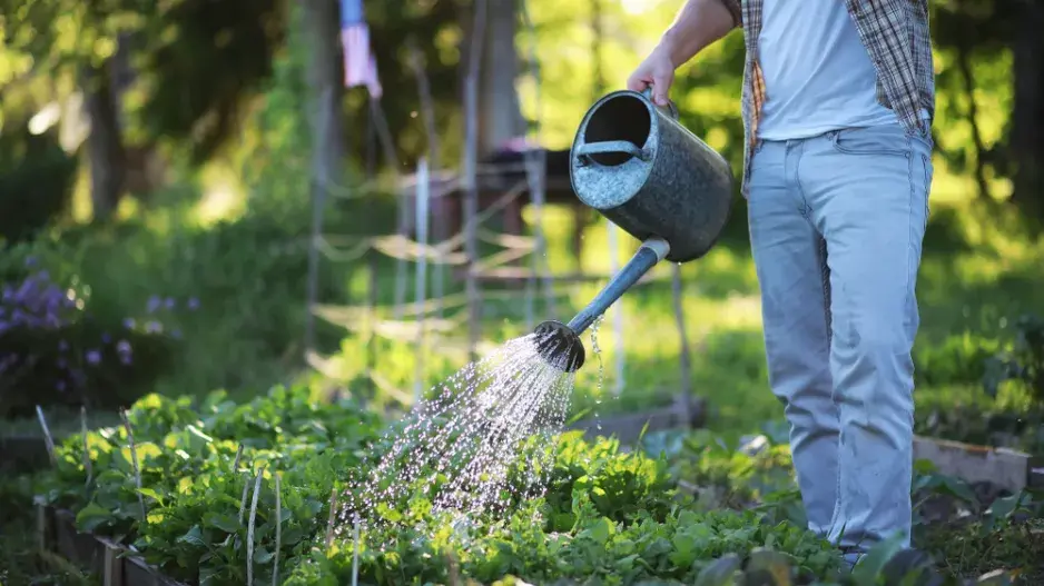 Co se záhony po sklizni