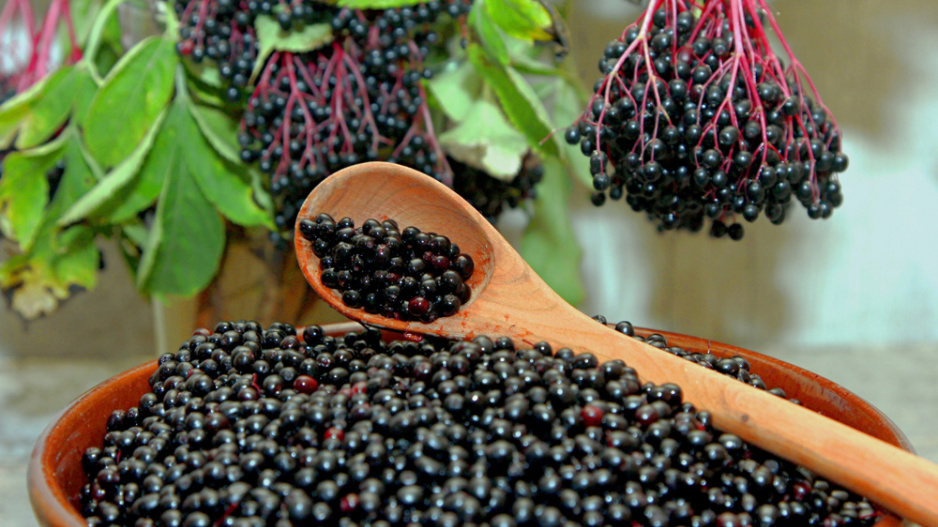 Černý bez (Sambucus nigra) 