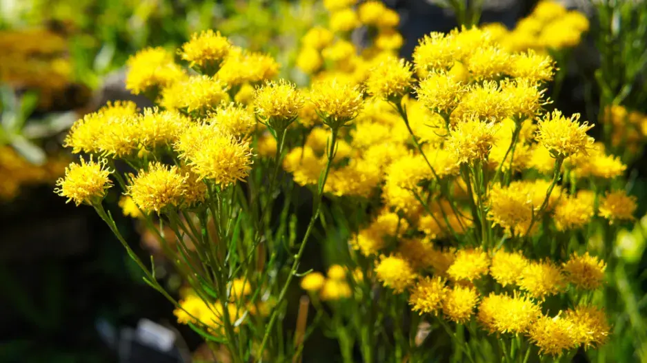 Hvězdnice zlatovlásek (Aster galatella linosyris) 