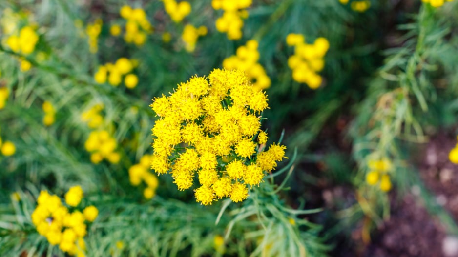Hvězdnice zlatovlásek (Aster galatella linosyris) 