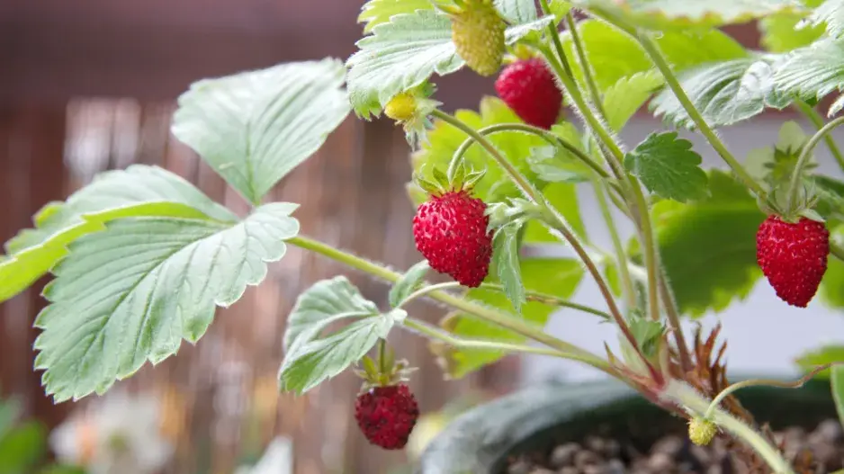 Měsíční jahody (Fragaria vesca var. semperflorens) 