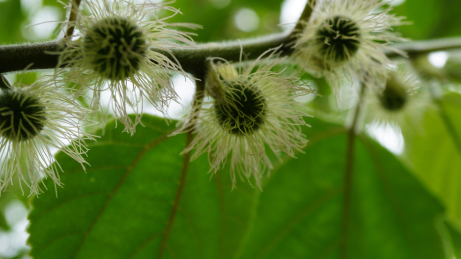 Papírovník čínský (Broussonetia papyrifera)