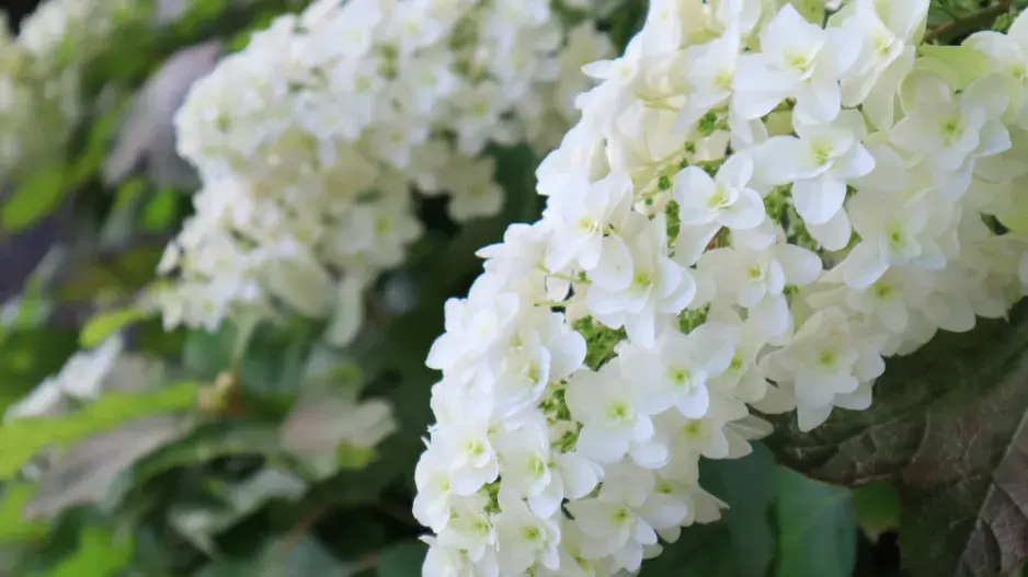 Hortenzie dubolistá (Hydrangea quercifolia)