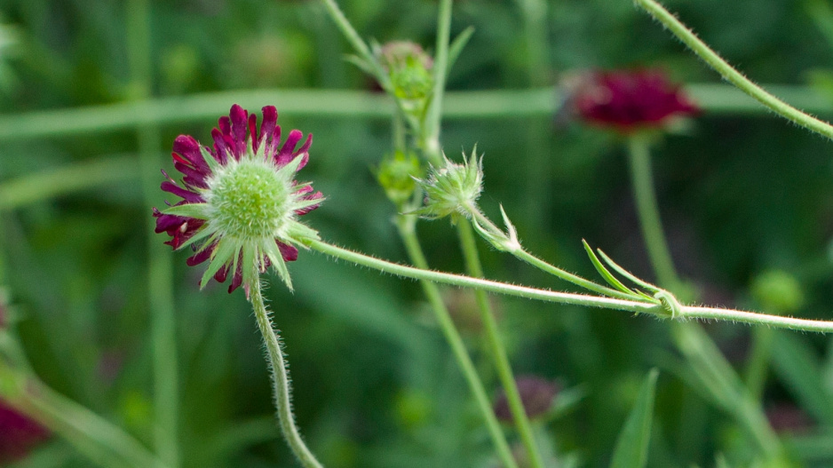 Chrastavec makedonský (Knautia macedonica) 