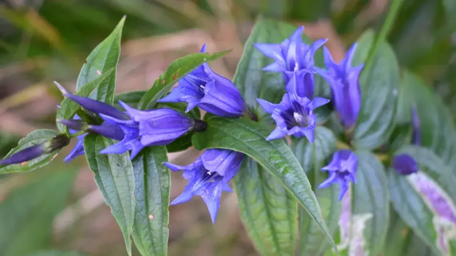 Hořec tolitovitý (Gentiana asclepiadea) 