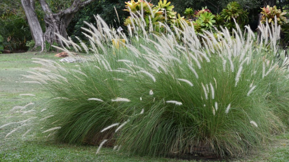 Dochan setý (Pennisetum setaceum)