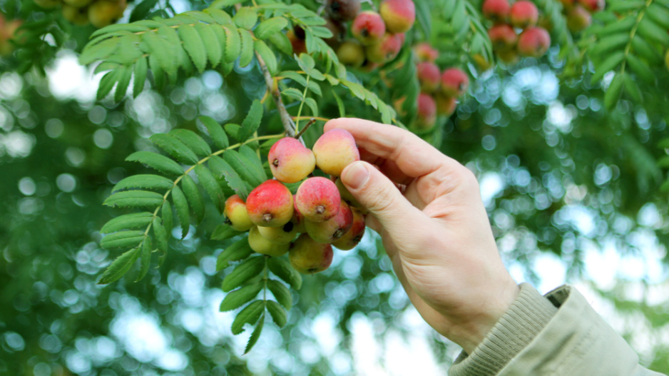 Jeřáb oskeruše (Sorbus domestica) 