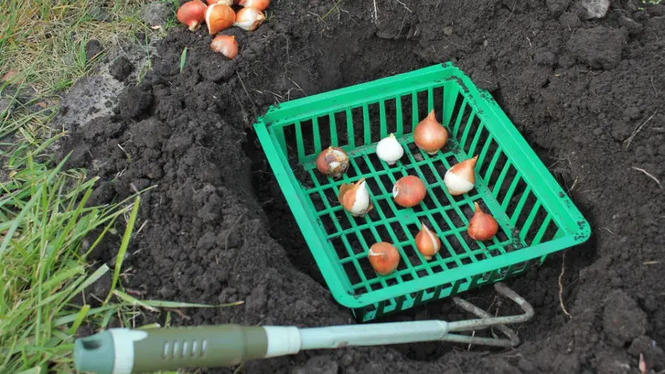 cibuloviny v košíku