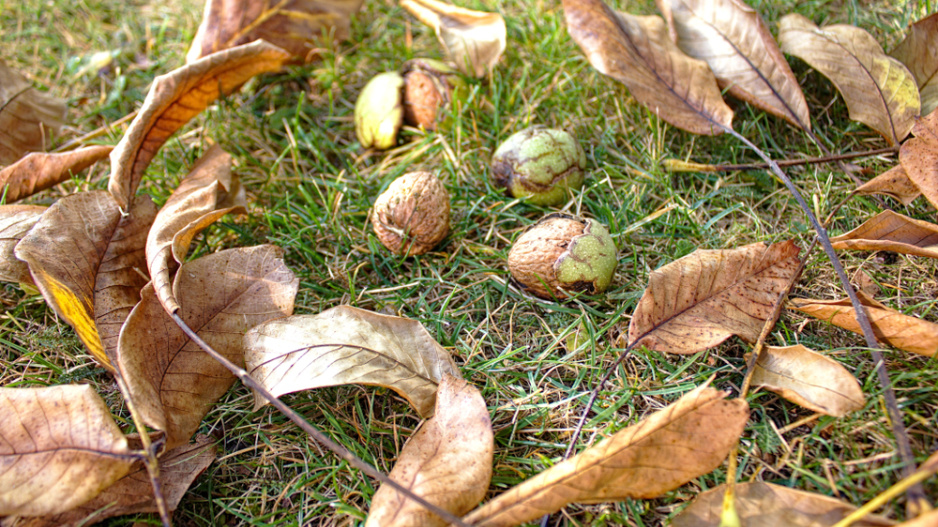 Ořešák královský