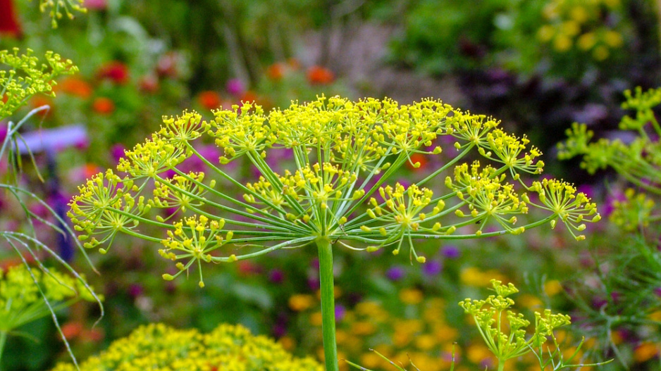 Kopr vonný (Anethum graveolens)
