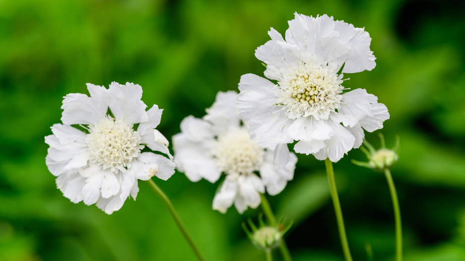 Hlavatka obrovská (Cephalaria gigantea) 