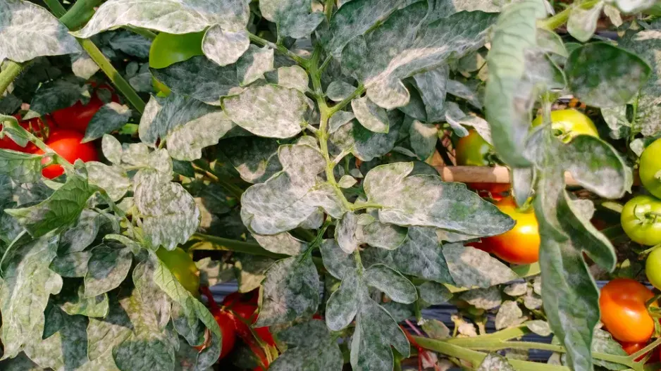 Plíseň na rajčatech