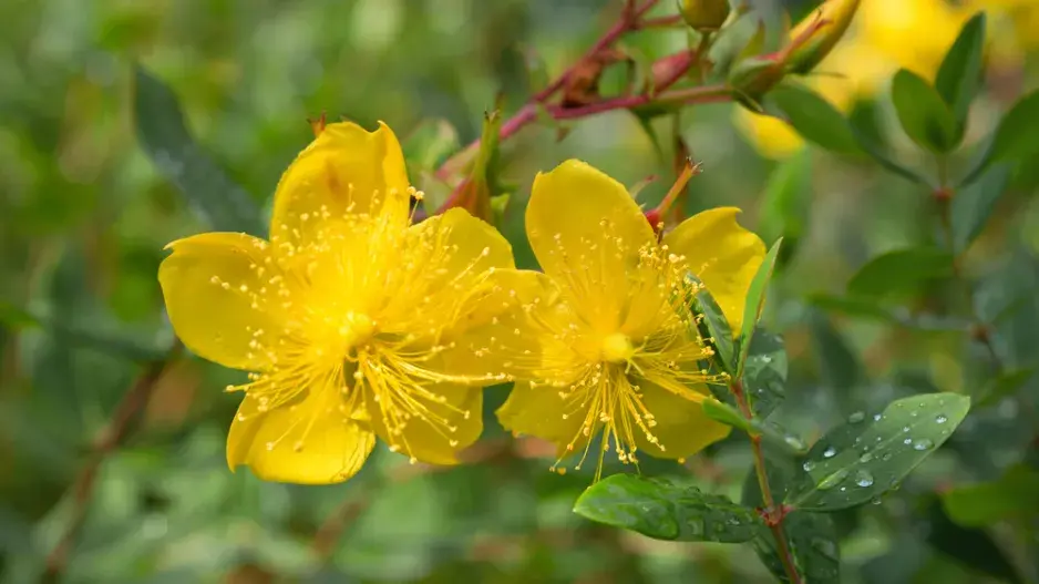 Třezalka kalíškatá (Hypericum calycinum)