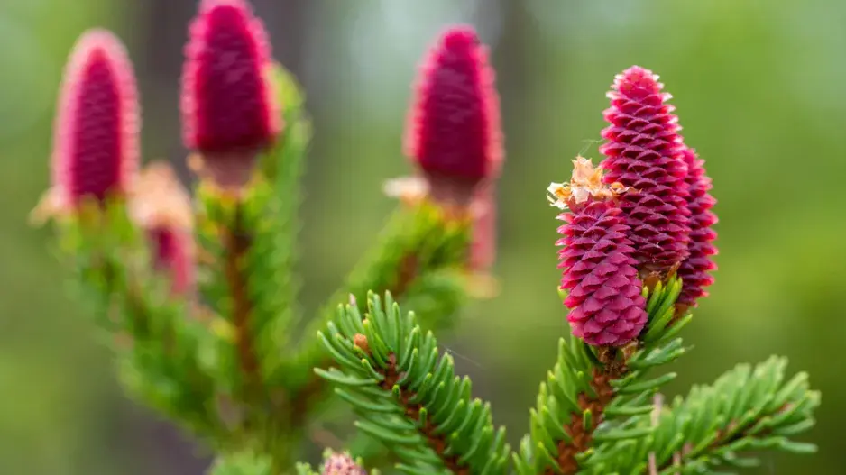 Smrk s růžovými šiškami 